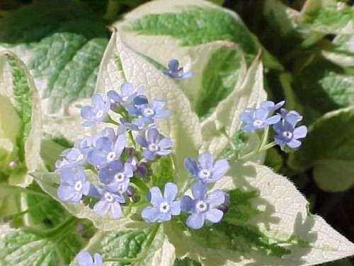 Brunnera - macrophylla Dawson's White